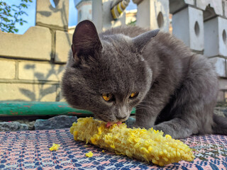 a gray cat eats corn