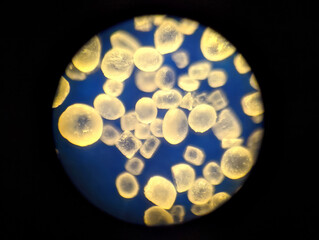 salt granules under a microscope