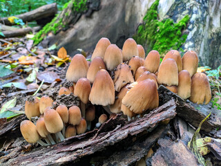 a group of Coprinellus micaceus
