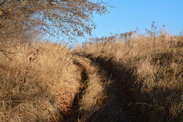 the road up to the left through dry grass near the trees