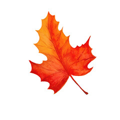 Maple autumn red leaf, watercolor illustration isolated on white background.