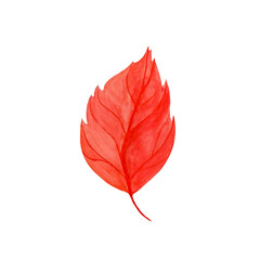 Autumn red leaf, watercolor illustration isolated on white background.	