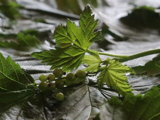 Currant leaves on the table and unripe berries