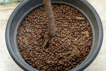 coffee seed in plant pot