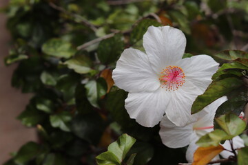 Obraz premium Hibiscus