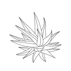 Vector hand drawn botanical Aloe Vera. Vector. Isolated background.