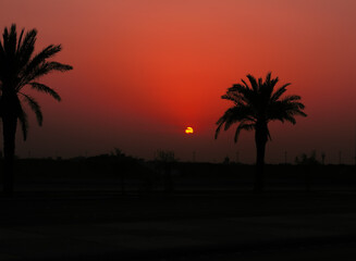 sunset over the desert, date tree backgrond