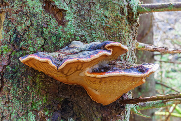 Red belted conk on a tree trunk - obrazy, fototapety, plakaty