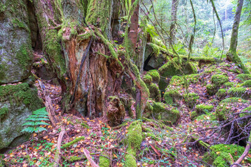 Fototapeta premium Rotten tree by a rock face in the woodland