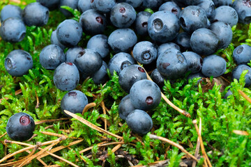 wild bush of blueberry with fruits in sunny forest during summer.