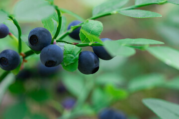 wild bush of blueberry with fruits in sunny forest during summer.