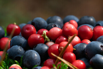 Wild berries on a green vegetative background in wood.