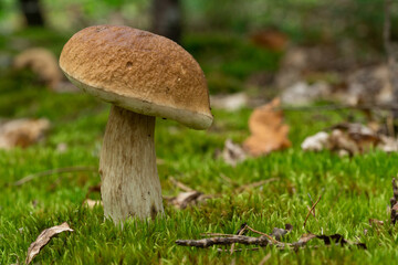 Mushrooms cut in the forest. Mushroom boletus edilus. Popular white mushrooms Boletus in the forest