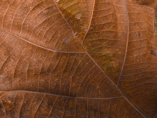 texture of dry leaves background