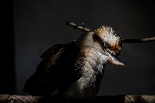 Closeup of a laughing kookaburra, Dacelo novaeguineae in darkness.