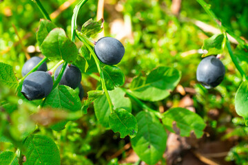 wild bush of blueberry with fruits in sunny forest during summer.