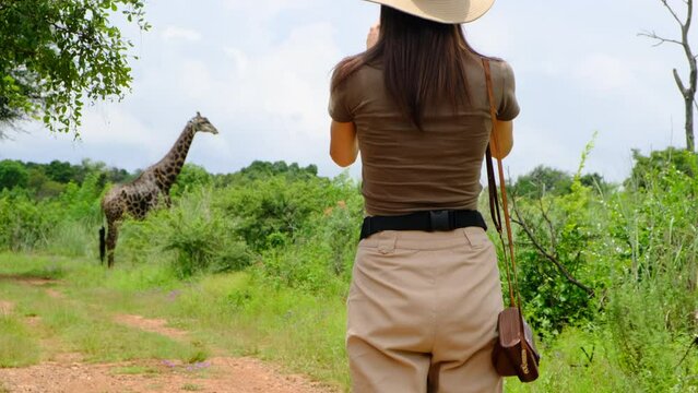 girl traveler in safari style photographs a giraffe in the savannah. Happy zoology student girl taking photo while giraffe drinking from lake. traveler girl watching giraffes in the savannah