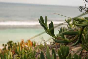 succulents on the beach