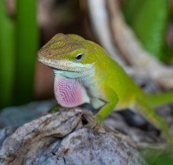 Wild gecko ready to mate