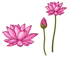 Lotus illustration. Vector water lily isolated on white background.