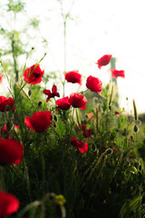 Obraz premium Amapolas rojas y brillantes al atardecer