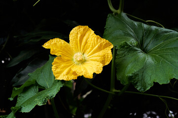 yellow flower in the garden