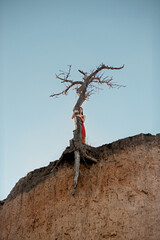 Lonely girl on a cliff near a dying tree