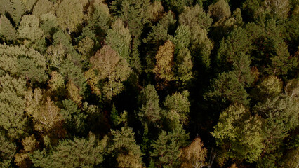 Closeup of colorful autumn forest in Ural