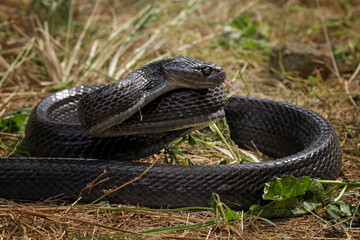 Mangrove snakes black boiga, cat snake, boiga dendrophila