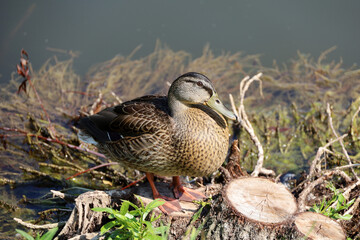 Mallard duck resting on lake coast in summer. Female duck sitting on a tree stump near the water
