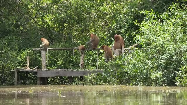 Proboscis monkeys (nasalis larvatus) in their natural habitat