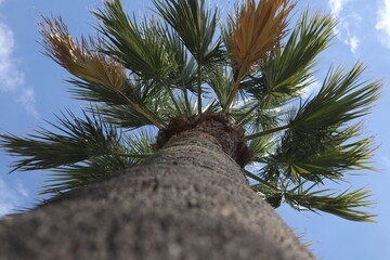 Palm leaves Tree Grand canaria poster print vaccation flyer  travel exotic sun, tropical