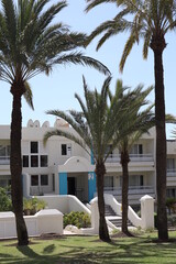 Palm leaves Tree Grand canaria poster print vaccation flyer  travel exotic sun, tropical