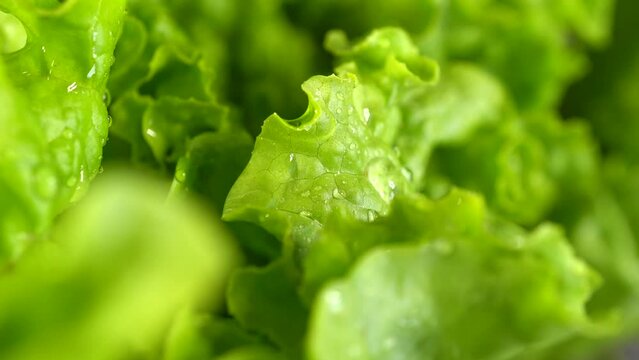 Slide shot of summer salad. Slow macro of a green salad leaf. Element of keto diet for weight loss concept. Selective focus.
