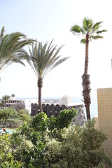 Palm leaves Tree Grand canaria poster print vaccation flyer  travel exotic sun, tropical