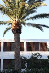 Palm leaves Tree Grand canaria poster print vaccation flyer  travel exotic sun, tropical