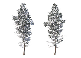 Fototapeta premium Trees and mountains in winter on a white background with clipping paths.
