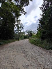 Obraz premium dark forest road nature trees tree