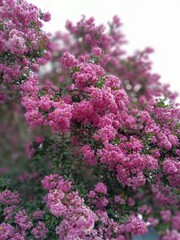 Obraz premium 百日紅 crape myrtle