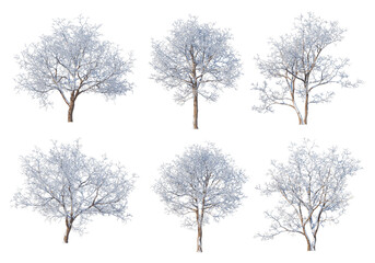 Trees and mountains in winter on a white background with clipping paths.