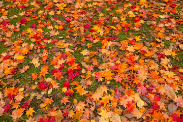 地面に落ちた落葉