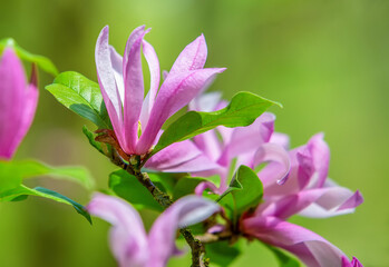 Pink magnolia flowers anf light green background  in jamanese garden in Maulevrier ,