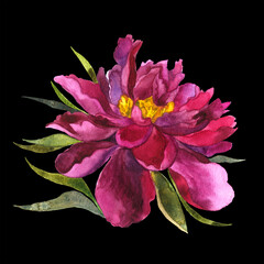 Watercolor isolated peony flowers