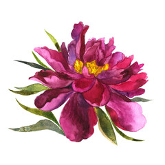 Watercolor isolated peony flowers