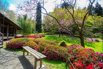 Bright rhododendron blossoms ( bushes ) ффтв pink cherry blossoms in the entrance of japanese...