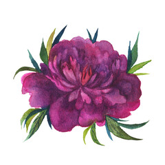 Watercolor isolated peony flowers