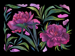 Watercolor isolated peony flowers