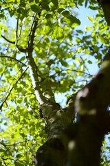 A view into the crown of an apple tree