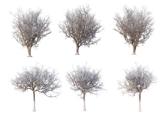 Trees and mountains in winter on a white background with clipping paths.