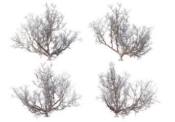 Trees and mountains in winter on a white background with clipping paths.